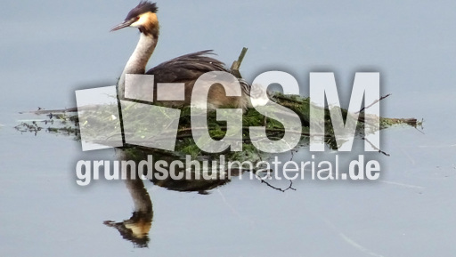 Haubentaucher (3).jpg